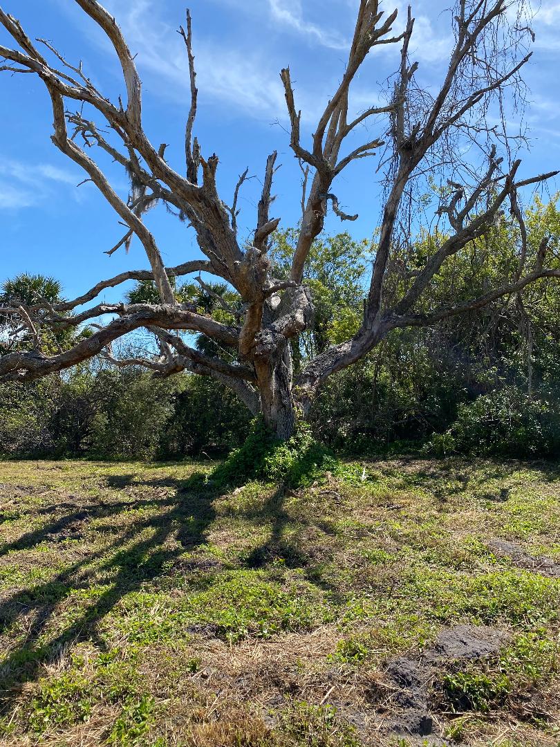 Dead oak tree