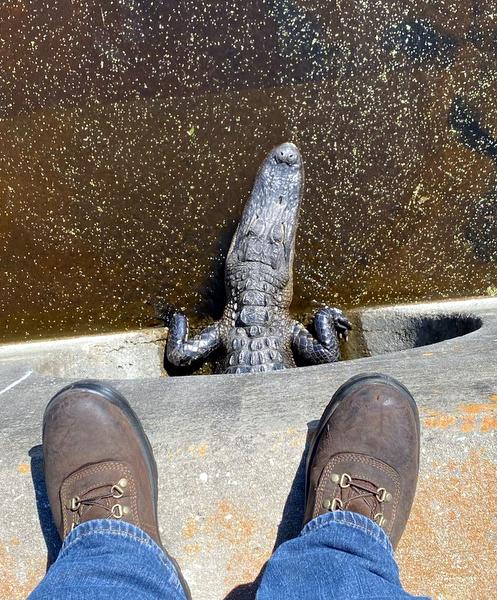 gatorculvert1.jpg