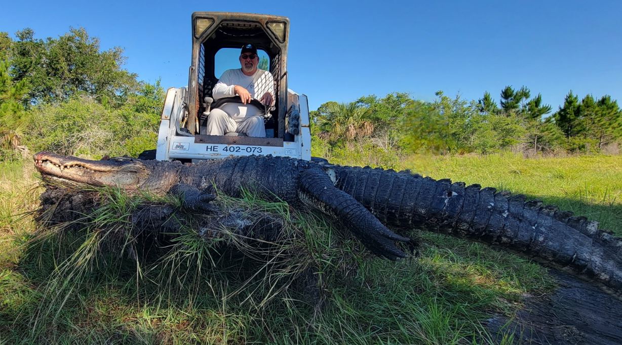 Alligator Alligator